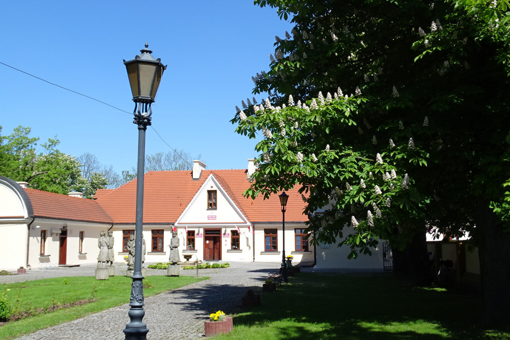 Różowe kasztanowce w Rościszewie