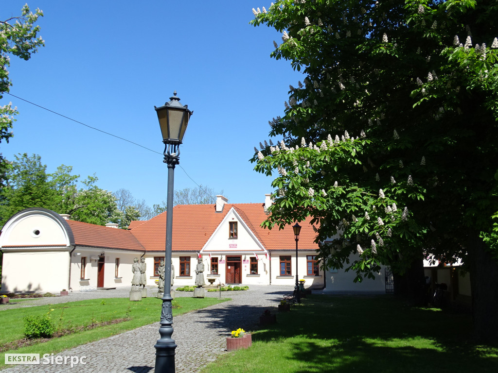 Różowe kasztanowce w Rościszewie