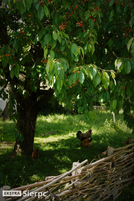 Skansen w detalach