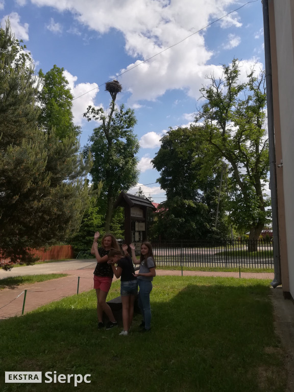 Bociany w Borkowie Kościelnym