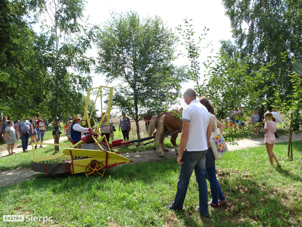 Żniwa w sierpeckim skansenie