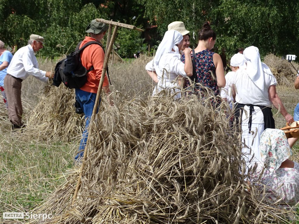 Żniwa w sierpeckim skansenie