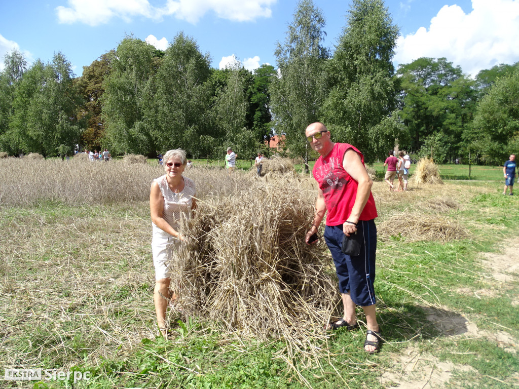 Żniwa w sierpeckim skansenie