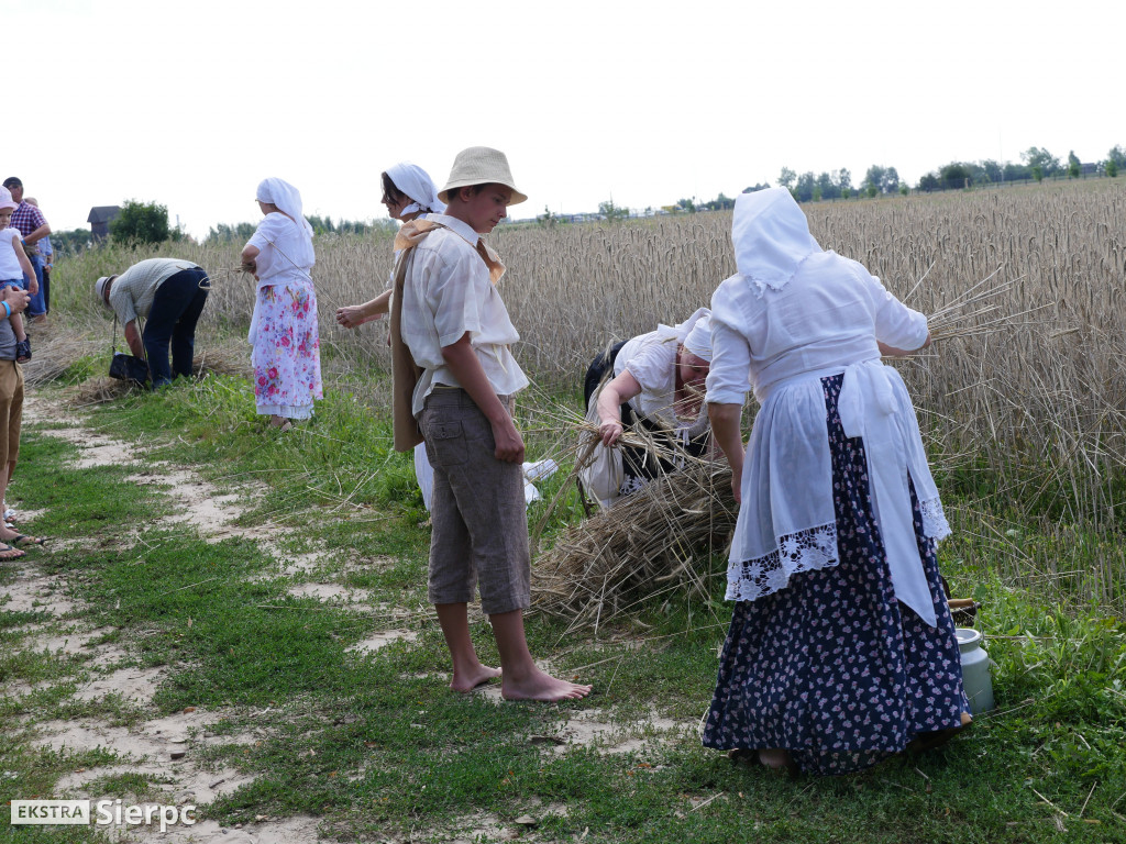 Żniwa w sierpeckim skansenie