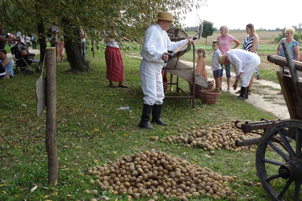 Wykopki w skansenie