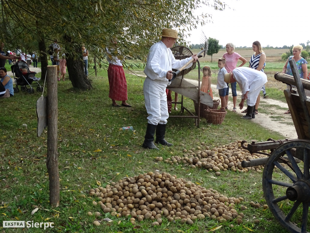 Wykopki w skansenie