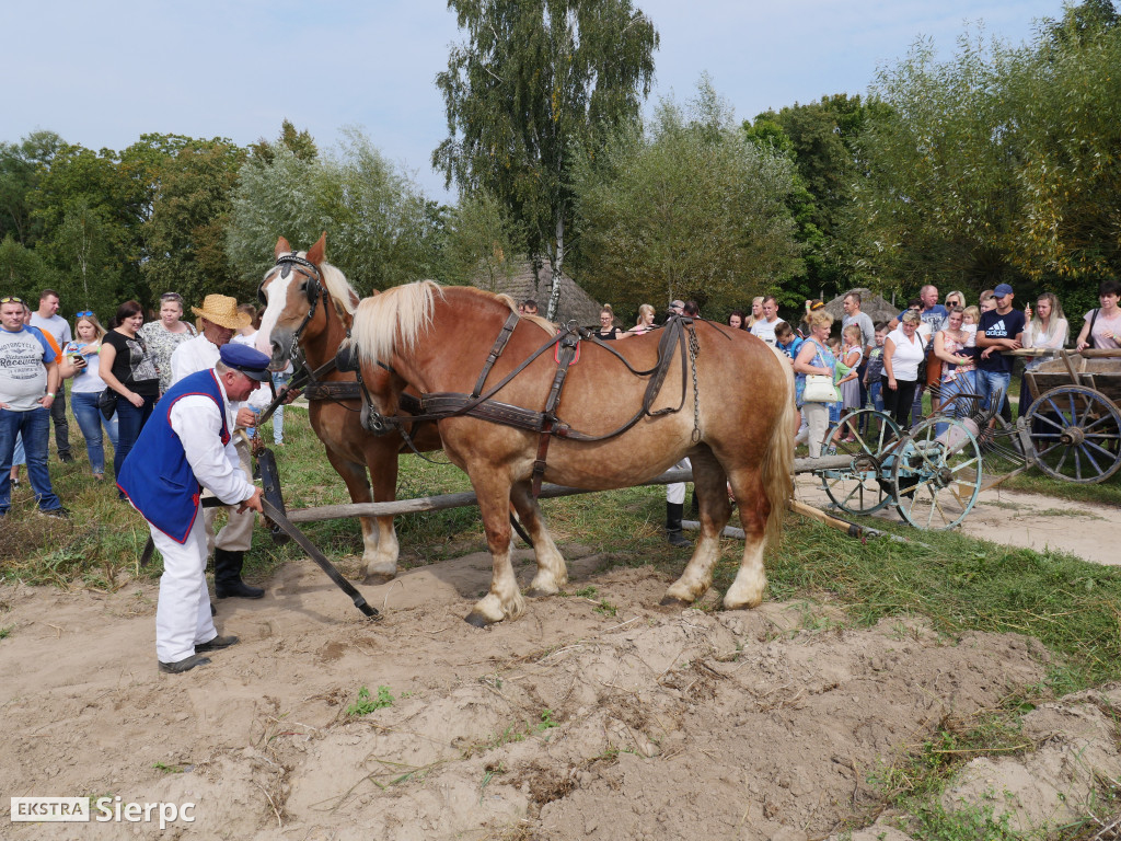 Wykopki w skansenie