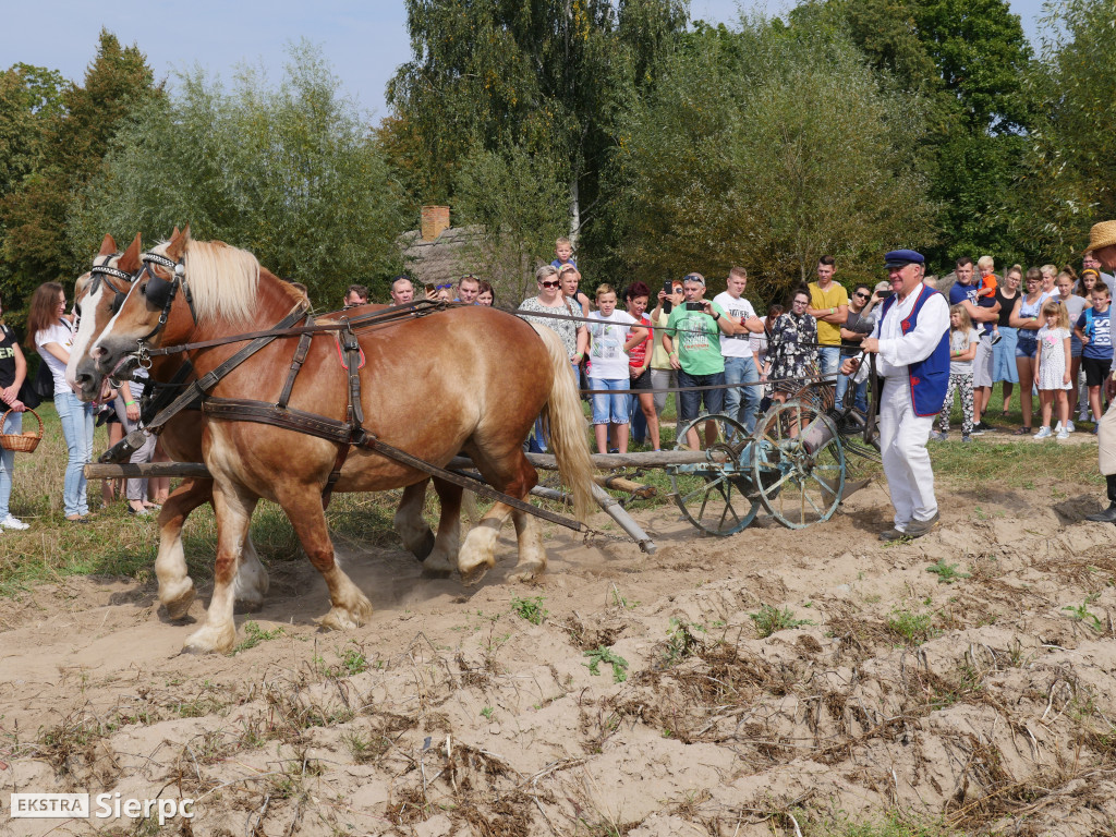 Wykopki w skansenie