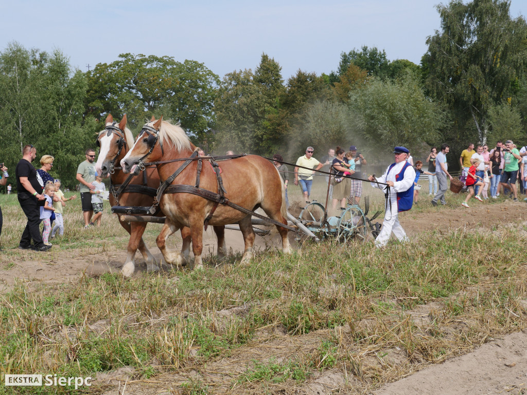 Wykopki w skansenie