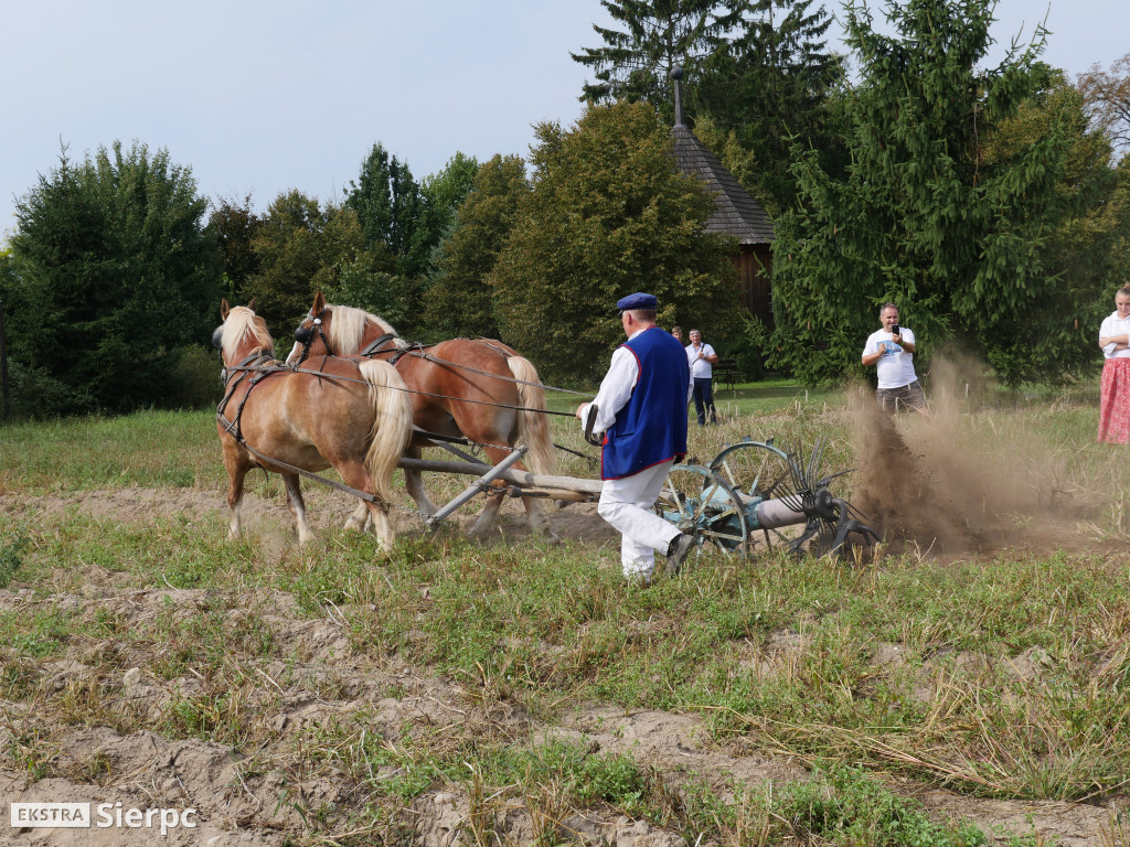 Wykopki w skansenie