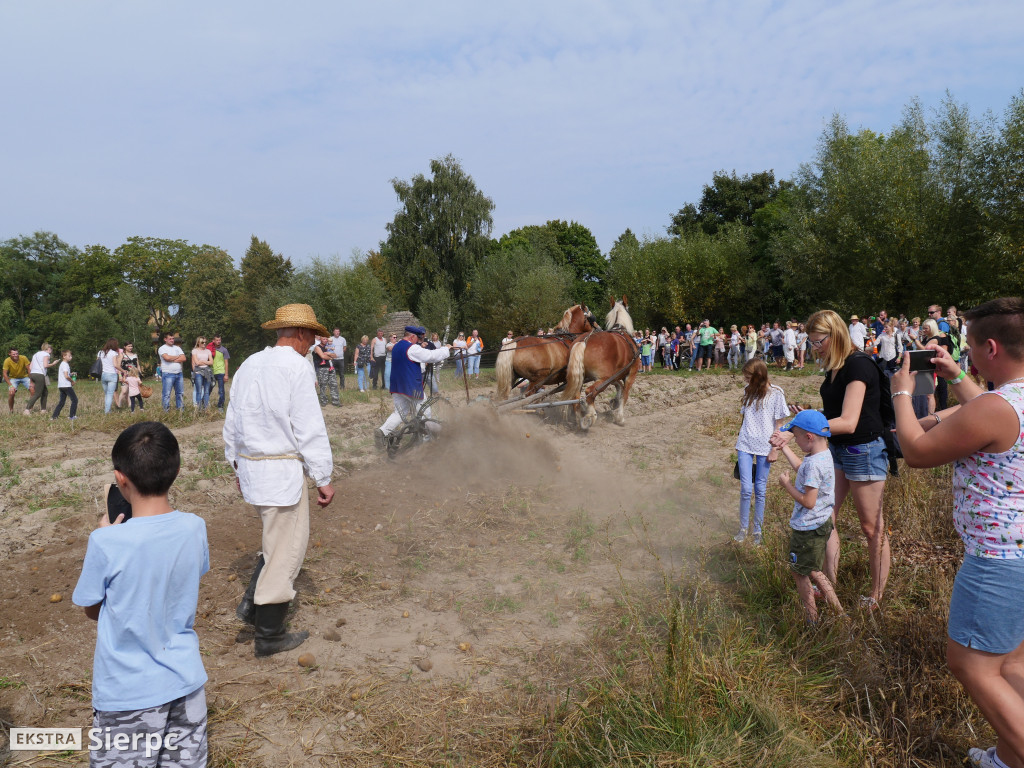 Wykopki w skansenie