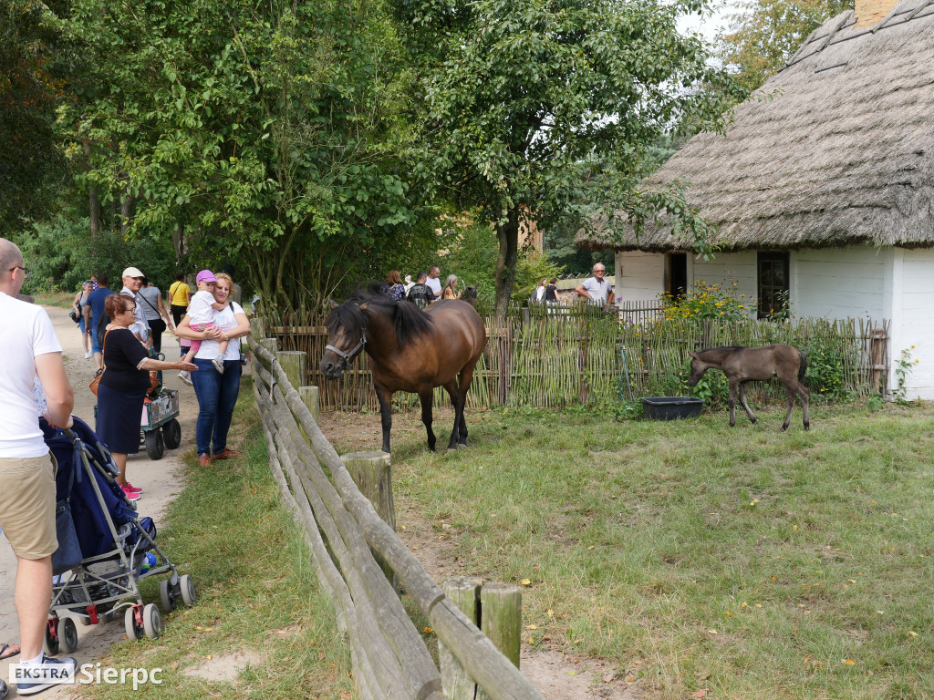 Wykopki w skansenie
