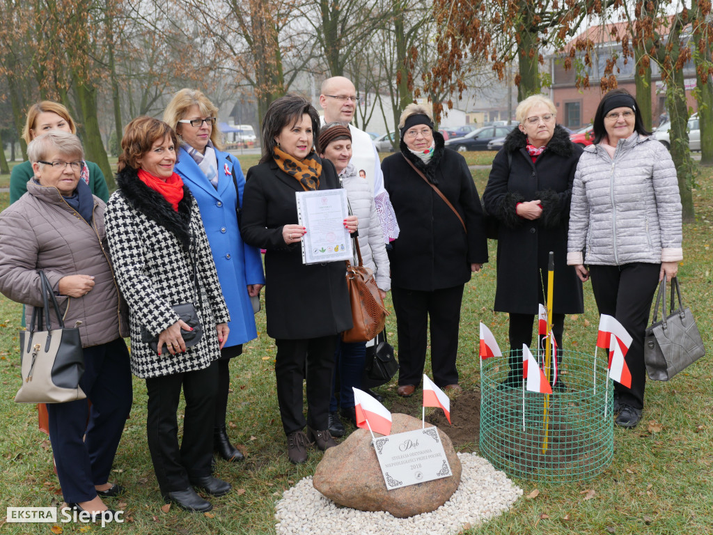 Dąb stulecia na placu Chopina