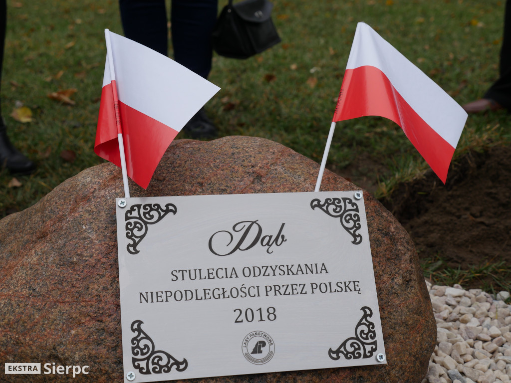 Dąb stulecia na placu Chopina