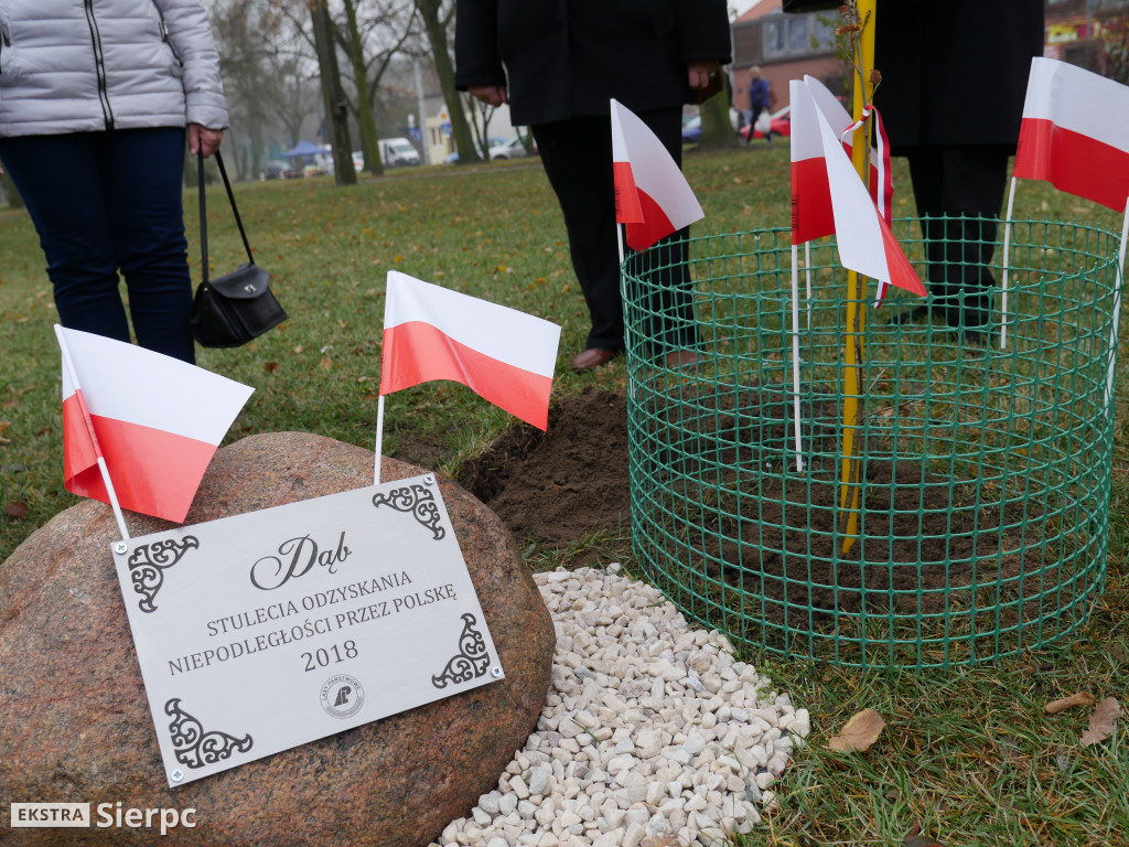 Dąb stulecia na placu Chopina