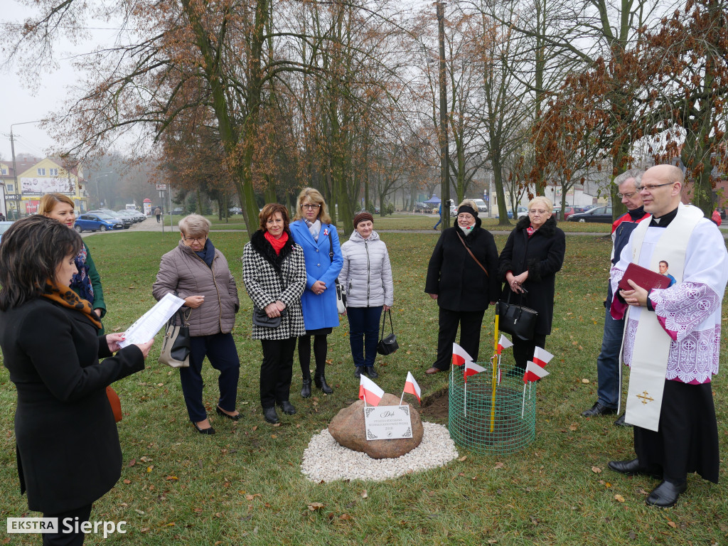 Dąb stulecia na placu Chopina