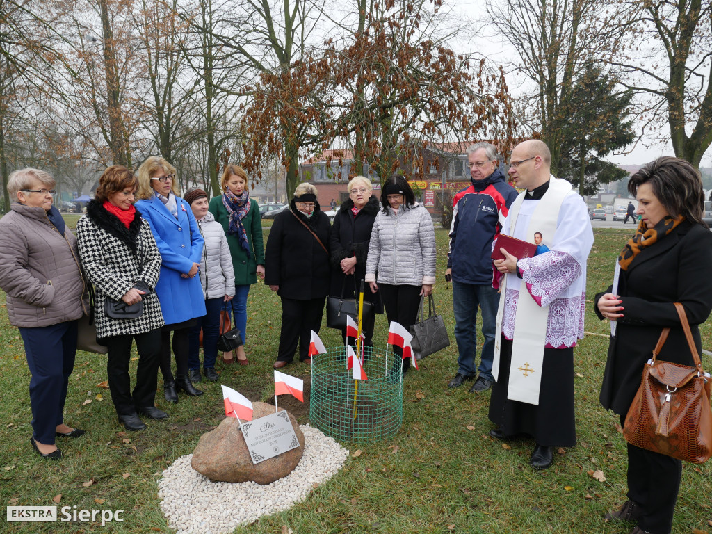 Dąb stulecia na placu Chopina