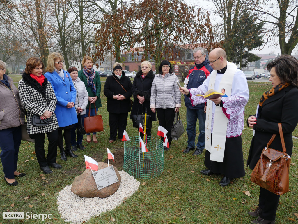 Dąb stulecia na placu Chopina