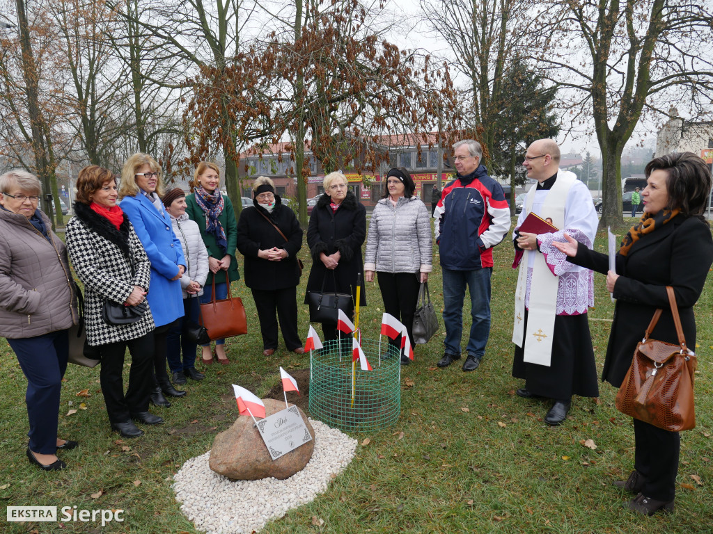 Dąb stulecia na placu Chopina