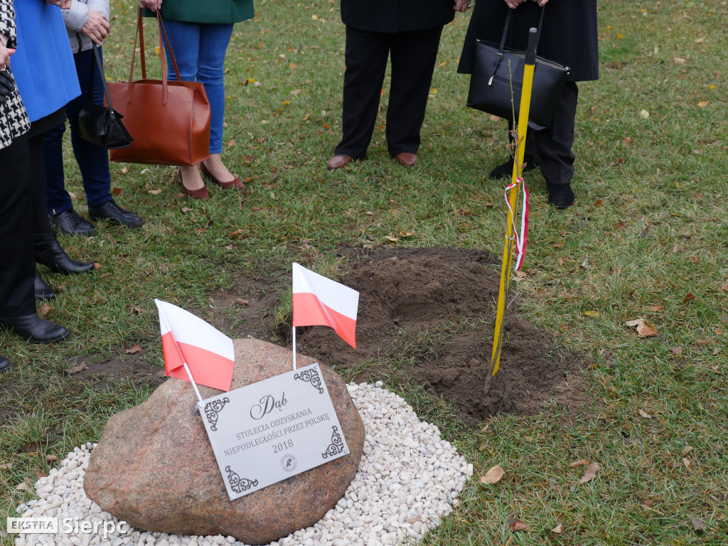 Dąb stulecia na placu Chopina