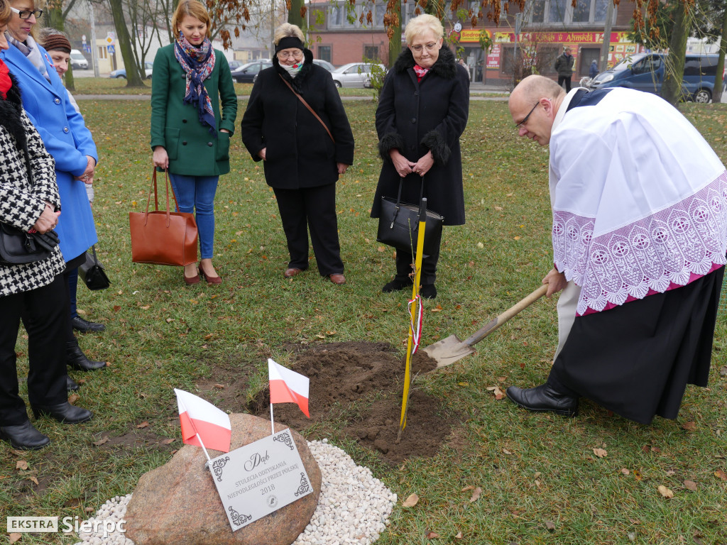 Dąb stulecia na placu Chopina