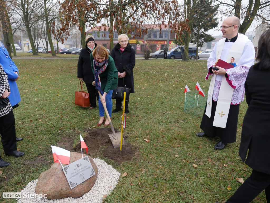 Dąb stulecia na placu Chopina
