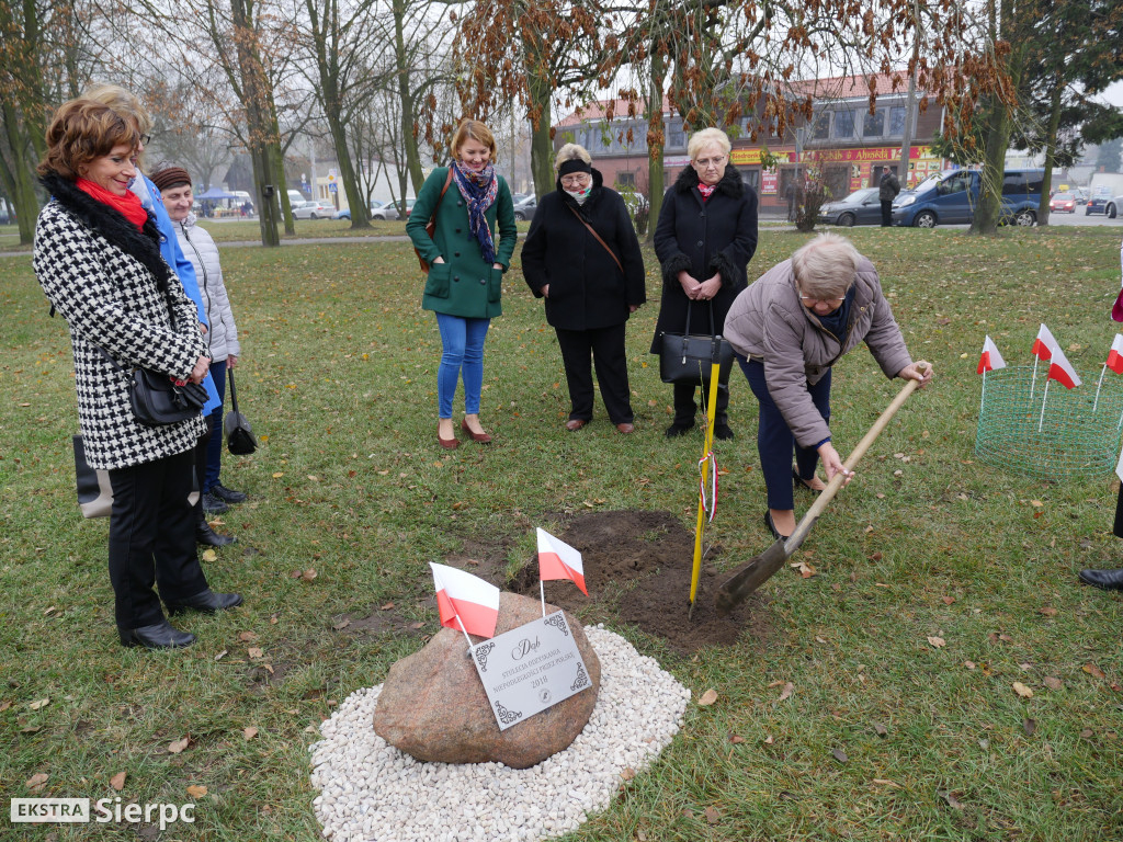 Dąb stulecia na placu Chopina