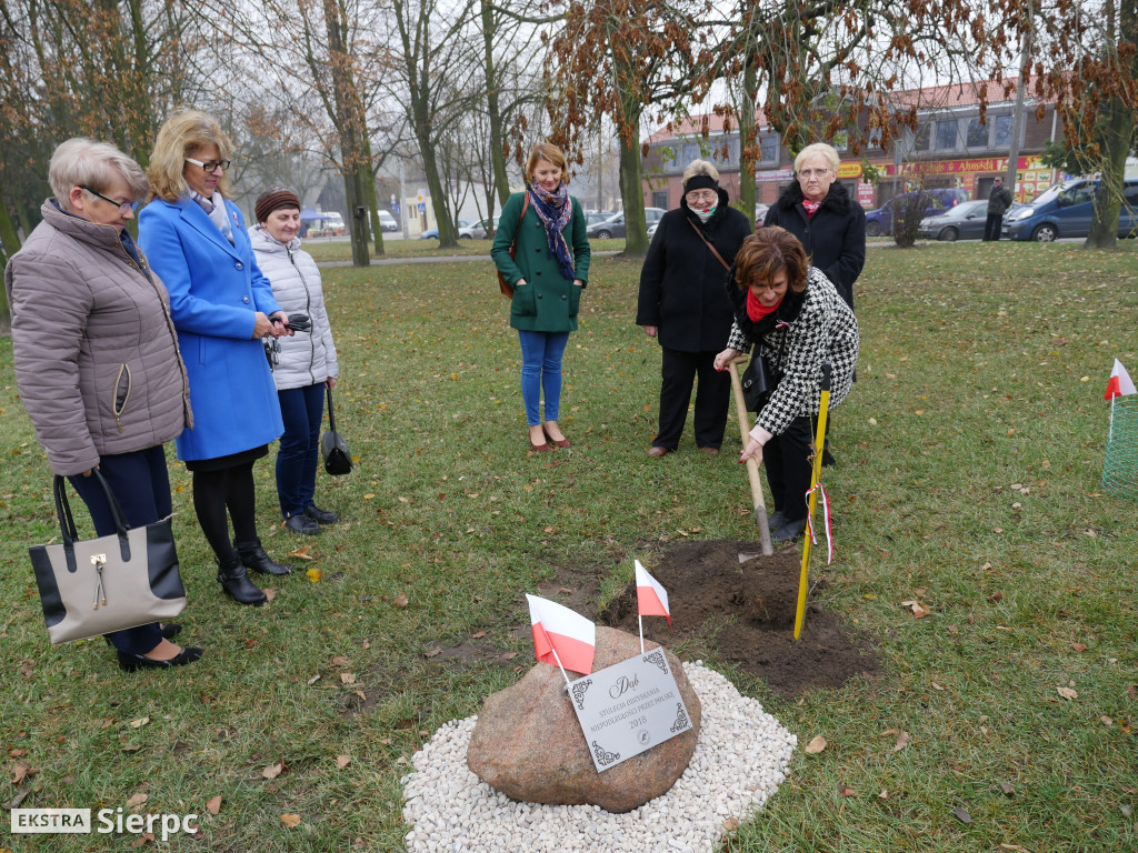 Dąb stulecia na placu Chopina