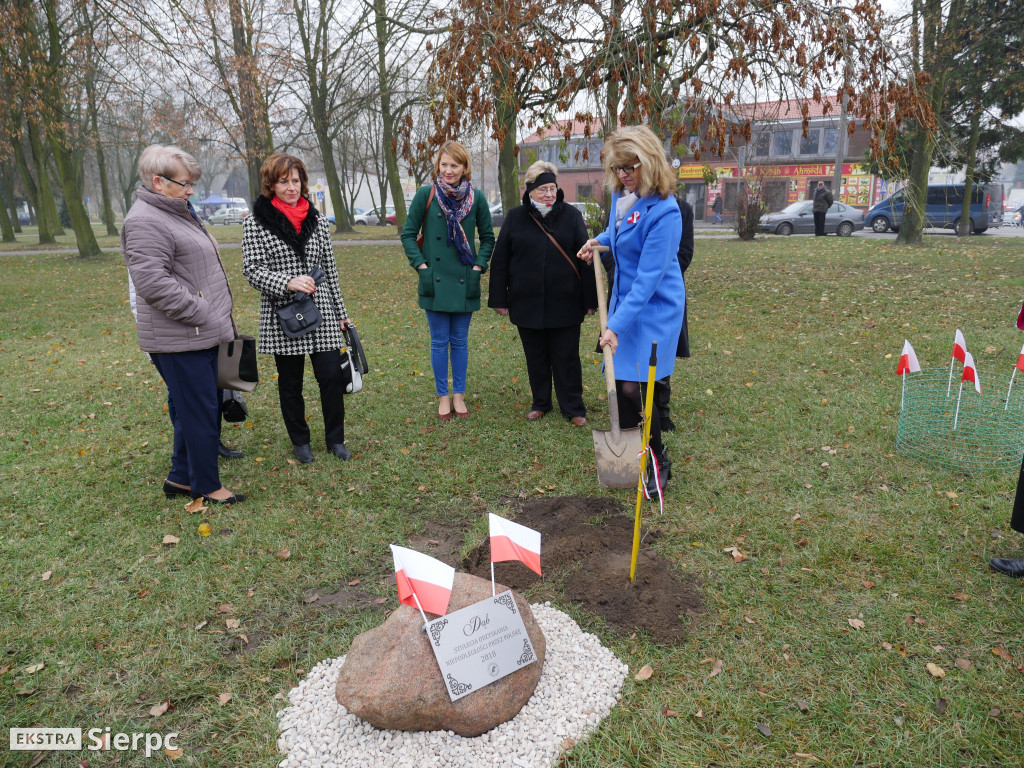 Dąb stulecia na placu Chopina