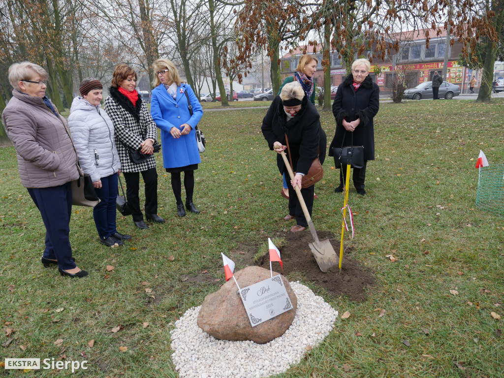 Dąb stulecia na placu Chopina