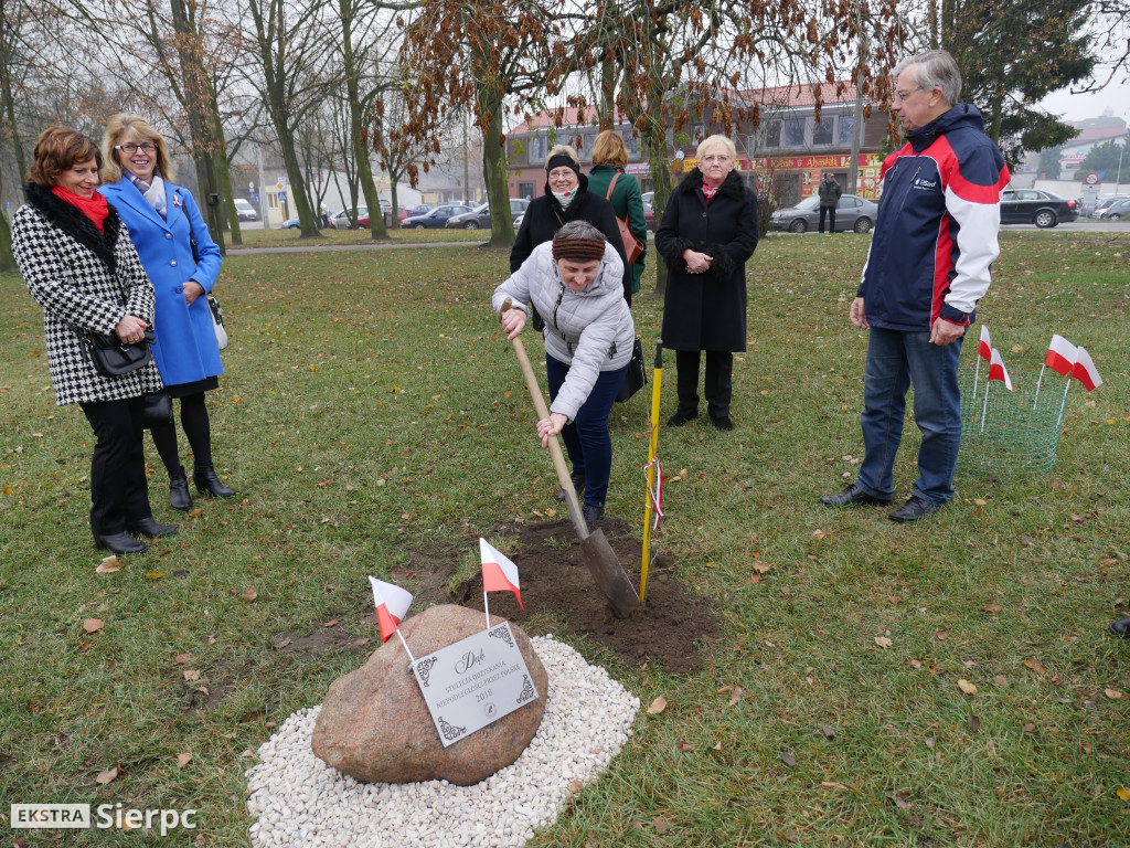 Dąb stulecia na placu Chopina