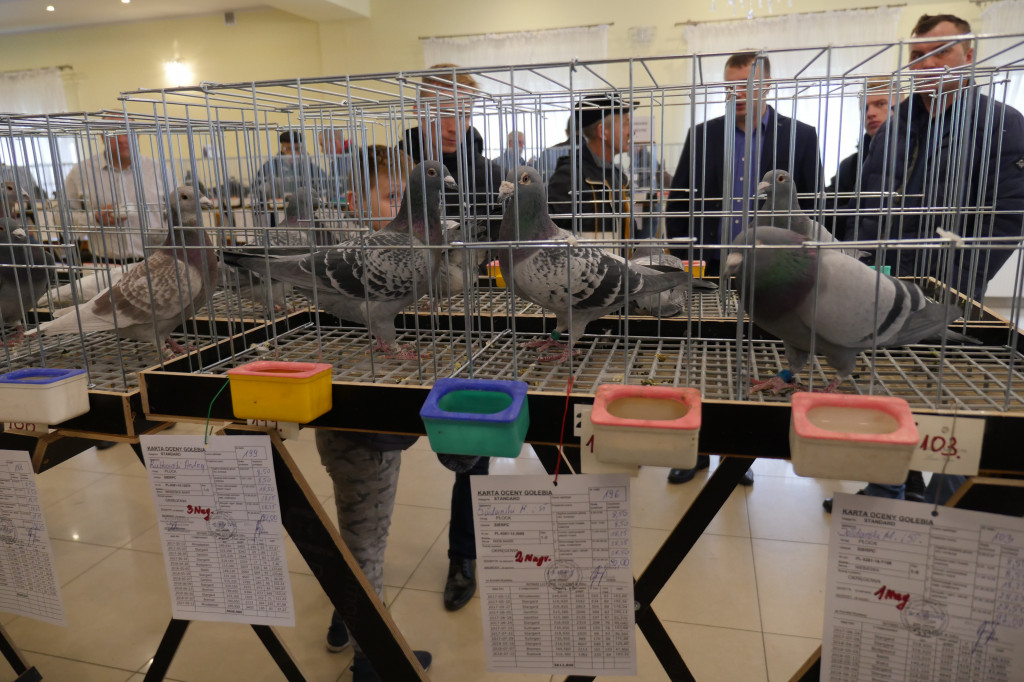 Wystawa Gołębi Pocztowych