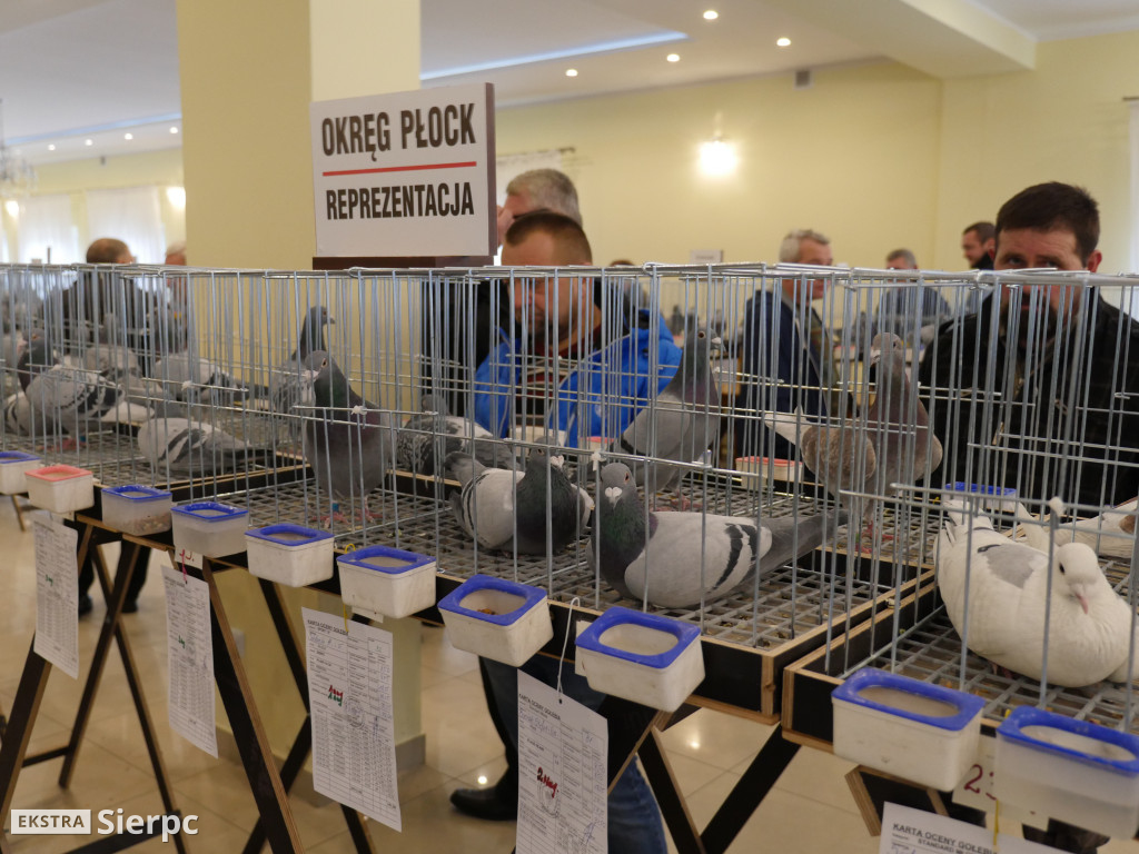 Wystawa Gołębi Pocztowych