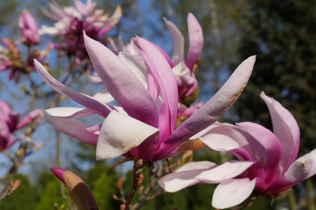 Magnolia - roślina z czasów dinozaurów