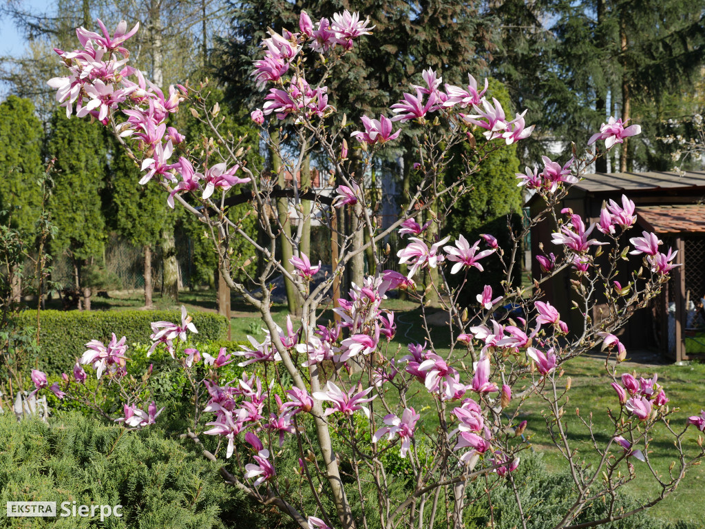 Magnolia - roślina z czasów dinozaurów