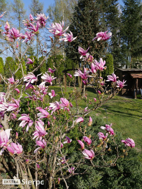 Magnolia - roślina z czasów dinozaurów