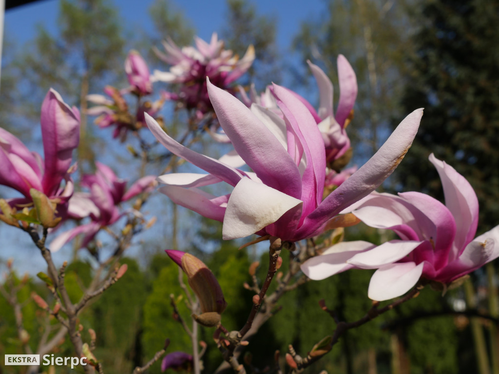 Magnolia - roślina z czasów dinozaurów