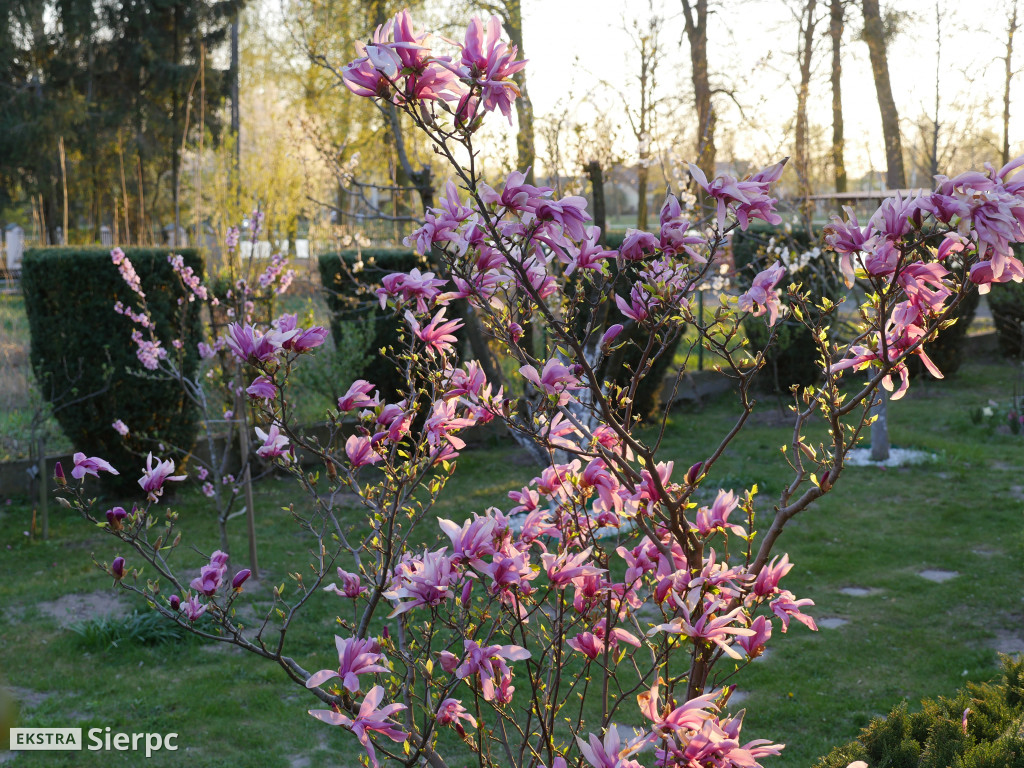 Magnolia - roślina z czasów dinozaurów