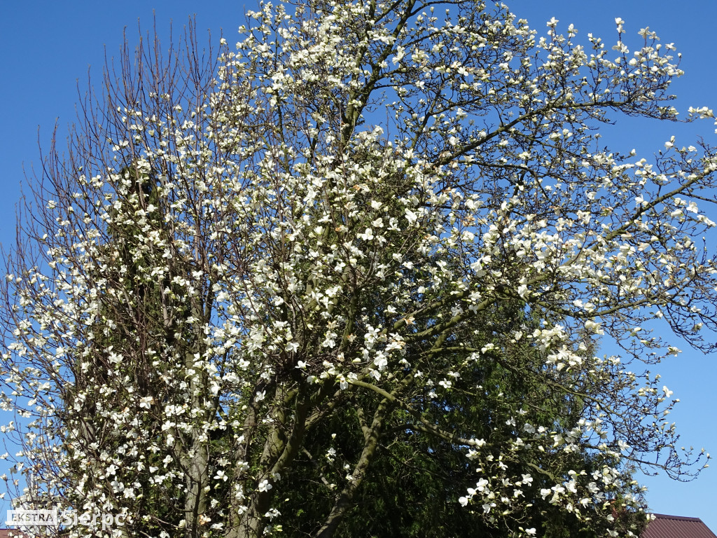Magnolia - roślina z czasów dinozaurów