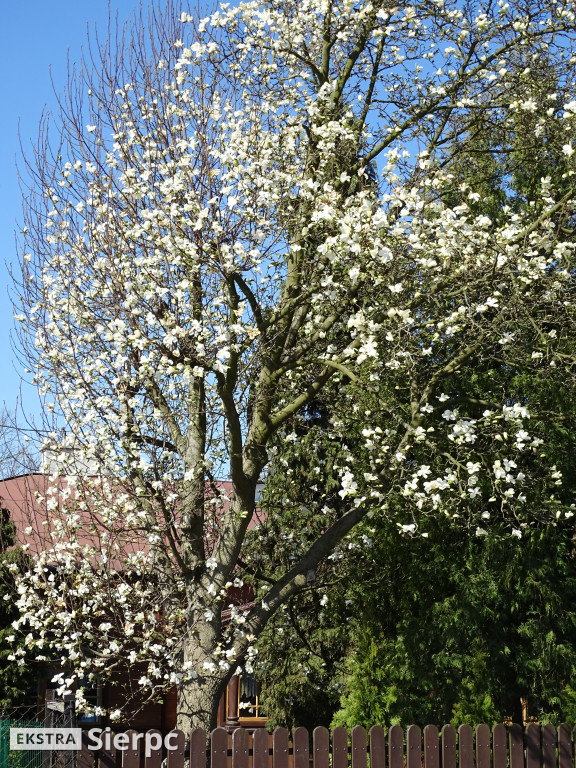 Magnolia - roślina z czasów dinozaurów