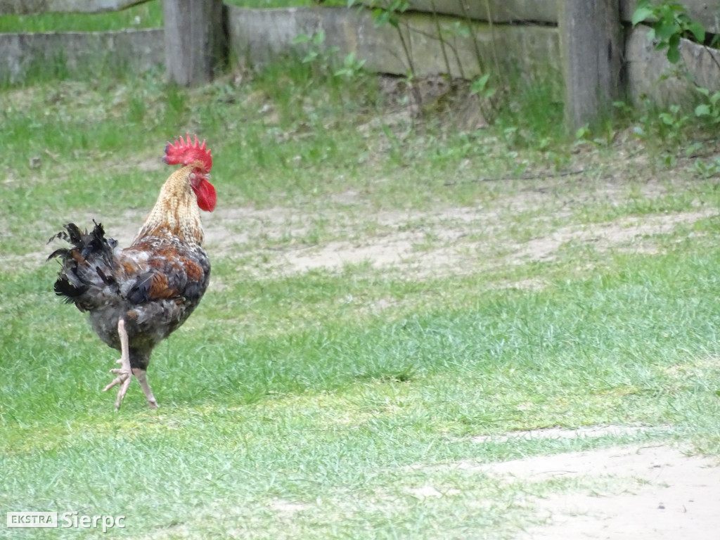 Majówka w sierpeckim skansenie