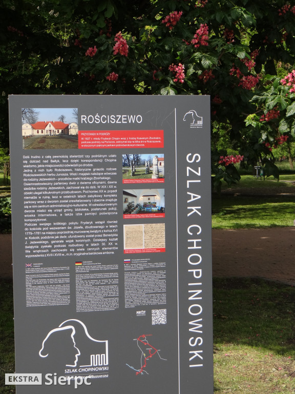Kwitnące kasztanowce w Rościszewie