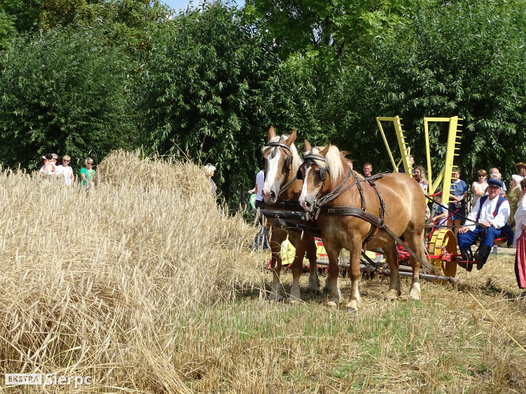 Żniwa w sierpeckim skansenie