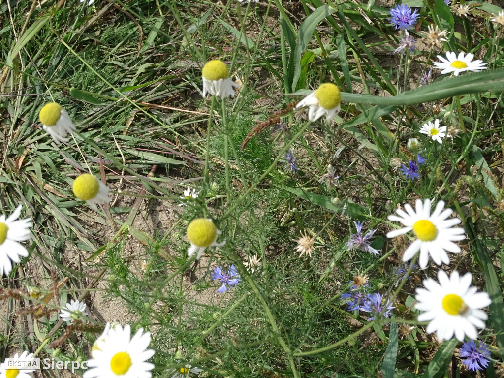 Żniwa w sierpeckim skansenie