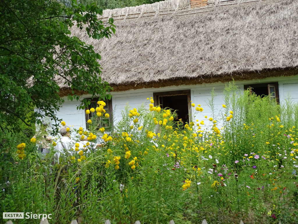 Żniwa w sierpeckim skansenie