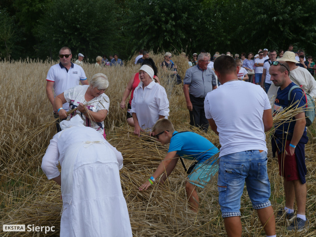 Żniwa w sierpeckim skansenie