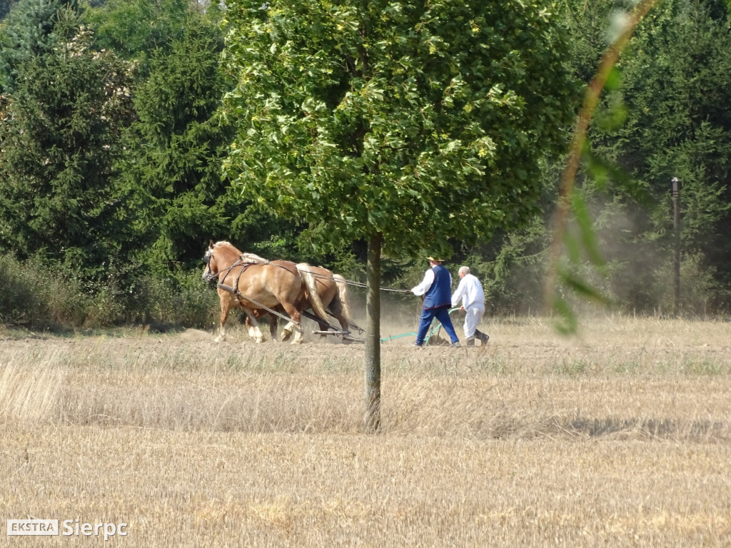 Wykopki w skansenie