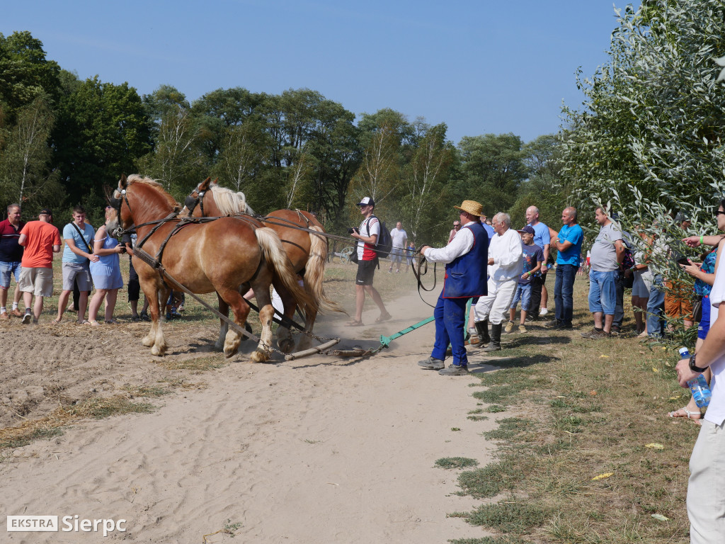 Wykopki w skansenie