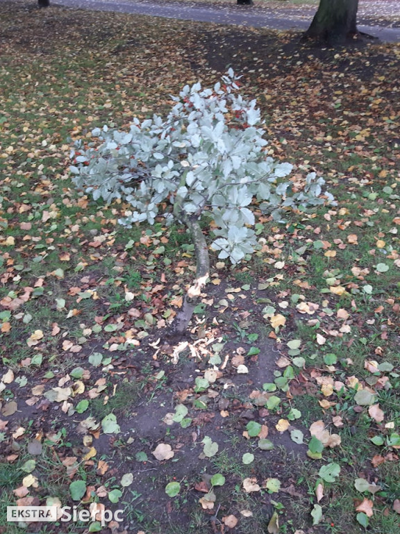 Działalność bobra