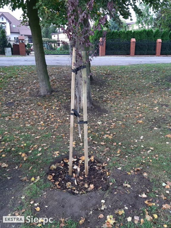 Działalność bobra